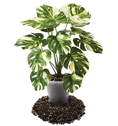 Premium Aroid Potting Mix - Soil Free Blend for Aroids - Growing Medium for House Plants by Gardenera - (2 Quart Bag) - color: Aroid Potting Mix, size: 2 Quart Bag