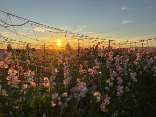 6.5FT X 10FT Jute Trellis Netting Biodegradable Plant & Flower Support (3, Millimeters, 3, Millimeters, 6.5, Feet, 10, Feet, 6.5, Feet)