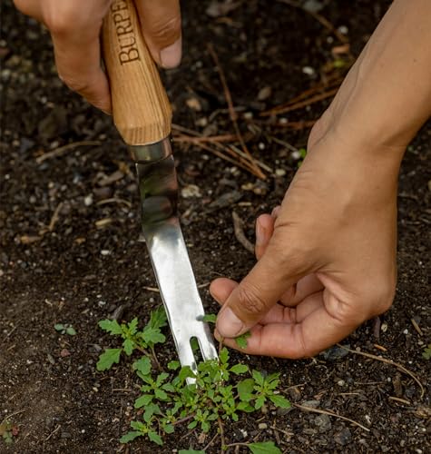 Burpee 12" Stainless Steel Weeder | Durable Long Lasting Garden Tool | Leather Wrist Strap 5" Handle, Oak - color: Oak, style: Weeder