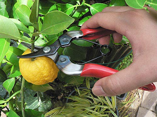 ARS HP-310 Curved Blade Fruit Pruner