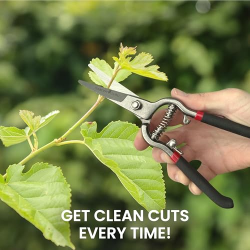 Garden Guru Classic Bypass Pruning Shears Clippers – Heavy Duty Forged Steel Garden Pruners – Safety Lock – Non Slip Comfort Grips – Cuts up to 1” Diameter – Professional Bypass Pruners for Gardening - size: 1 Pack, style: Precision Blade