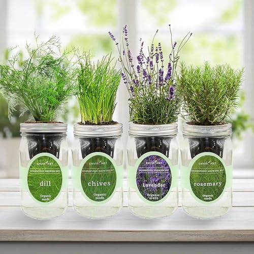 Rosemary, Lavender, Dill & Chives Mason Jar Herb Garden Kit, Aromatic Savory Herb Collection, 4 Pack Indoor Hydroponic Growing Kit - color: Rosemary+Lavender+Dill+Chives