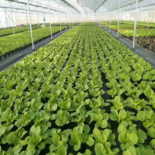 Agfabric 5x10ft Landscape Fabric Heavy Duty Weed Barrier, Weed Barrier Landscape Fabric Heavy Duty, Garden Weed Barrier Fabric, Weed Cover Fabric for Garden - size: 5x10ft