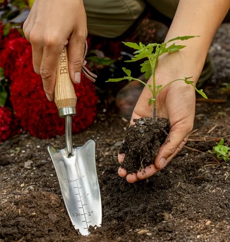 Burpee 13" Stainless Steel Transplanter | Durable Long Lasting Garden Tool | Leather Wrist Strap 5" Handle, Oak - color: Oak, style: Transplanter