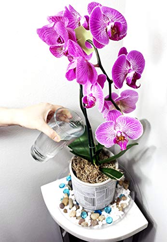 2 Pack of 12 inch Clear Round Plant Saucer, Thicker Plastic Tray for Indoor, Durable Flower Pot Planter Saucers with Multiple Support Footing Designed for Improved Airflow. - size: 12" - 2 Pack