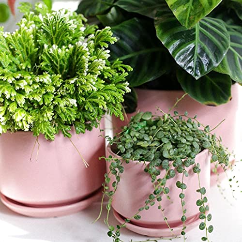 LE TAUCI Ceramic Pots for Plants, 4.3+5.3+6.8 Inch, Set of 3, Pink - color: Pink, size: 4.3"+5.3"+6.8"