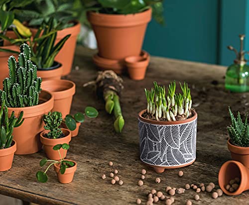 D'vine Dev 2-Pack Terracotta Pots, 4/6 in, Monsoon Jungle, 31-953-H-2 - style: Monsoon Jungle