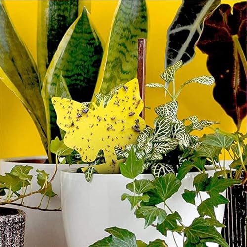 LFSYS 64 Pcs Yellow Sticky Fruit Fly Traps for Indoors Gants Plants