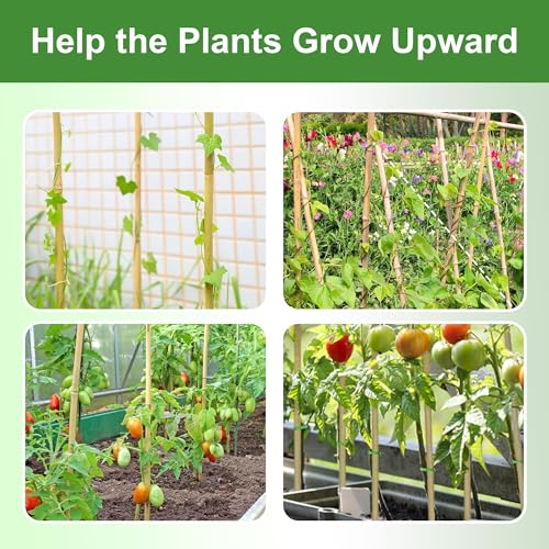 Bamboo Garden Stakes 2ft, 2 Feet Plant Stakes 30 Pack for Outdoor Indoor Plants, Support Tomato, Vegetables Beans, Flowers, Potted and More Climbing Plants - size: 2FT, pack of 30