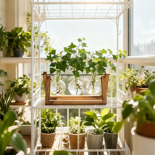Renmxj Plant Propagation Station, Plant Terrarium with Wooden Stand - size: 3 Bulb Vase