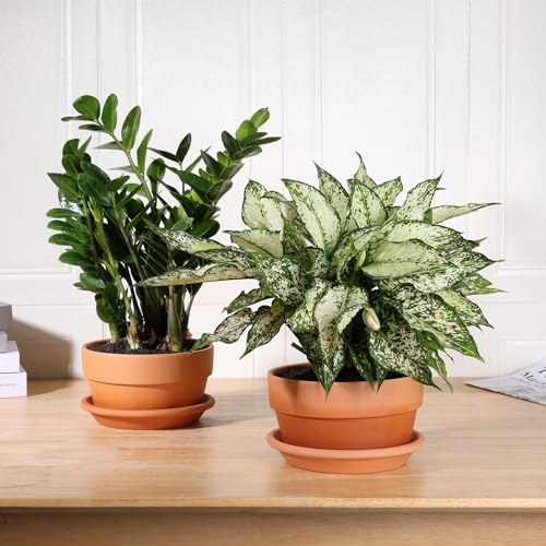 INGOFIN 8 Inch Terracotta Shallow Pots Set with Saucer - Ceramic Clay Pots with Drainage Hole, Terra Cotta Pot for Plants for Indoor Outdoor Plants, Set of 2 - size: Shallow 8/8 inch -2 pcs