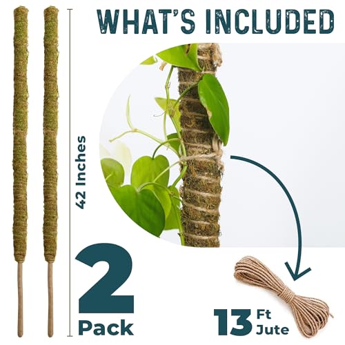 2pcs 42'' Real Forest Moss Pole Monstera Plant Support -Moisture Retaining - size: 2-Pack (42 in)