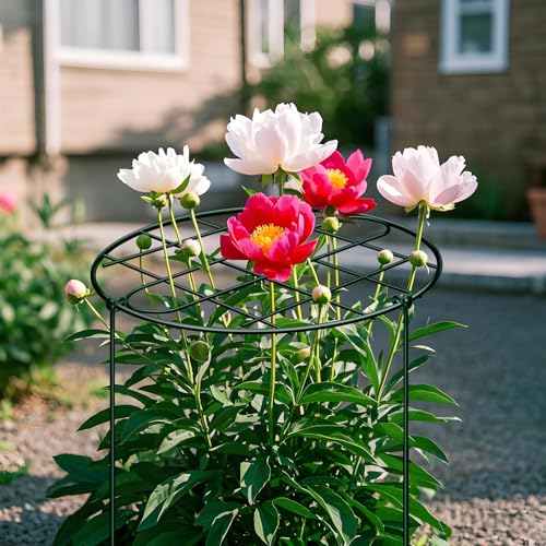 6 Pack 16 x 24 Inch Peony Cages and Supports for Outdoor Plants - size: 6pack/16 x 24 inch