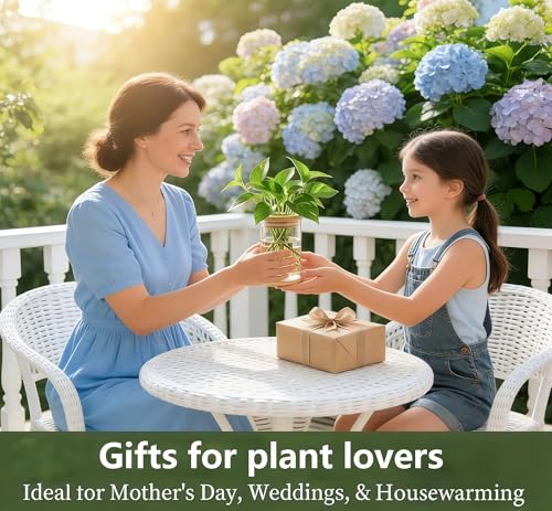 Desktop Plant Hydroponic Vases, Water Plant Jars, Gardening Gifts for Office and Home, Outdoor - color: Clear