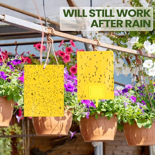 Qualirey 200 Pcs 6 x 8 in Yellow Sticky Traps for Gnats Plant Insect Trap - color: Yellow