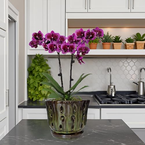 Ceramic Orchid Pots with Drainage Hole 6'' (mossgreen) - color: Mossgreen