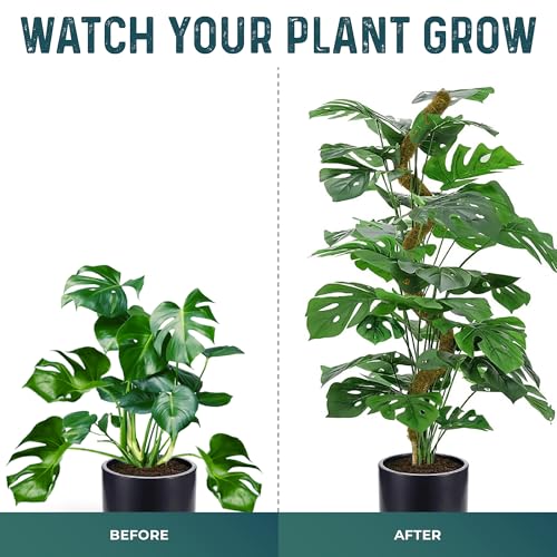 2pcs 42'' Real Forest Moss Pole Monstera Plant Support -Moisture Retaining - size: 2-Pack (42 in)
