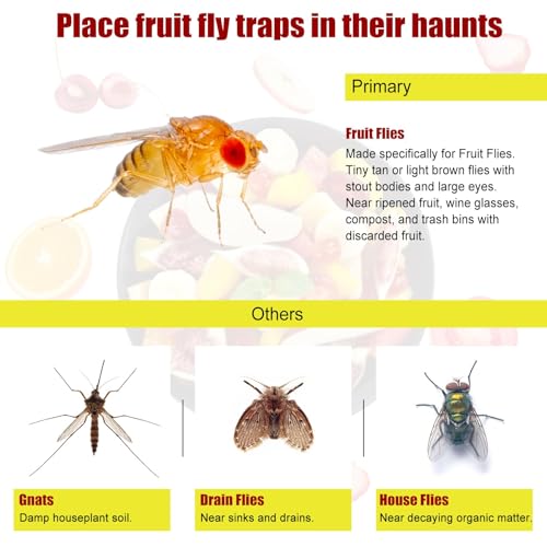 Glovv 2 Pack Fruit Fly Trap for Indoor & Kitchen Use, Reusable Gnat Trap & Fly Catcher with Plant Based Bait, Fruit Fly Killer for House, Fies Liquid Attractant