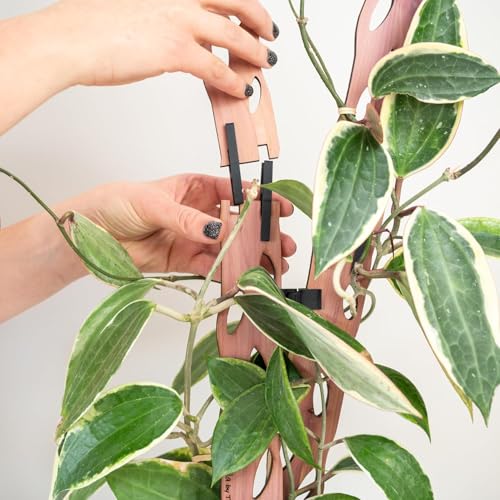 Treleaf Zella Regular Starter Kit – Wooden Extendable Plant Trellis for Indoor Climbing Houseplants – Modular Plant Support with 2 Bases + 2 Extensions - Moss Pole Alternative - size: Regular Kit
