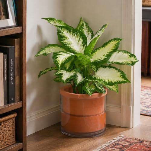 Phoenix Vine 10 Inch Self Watering Planter, White Terracotta Pot for Plants, Indoor Cylinder Terra Cotta Pot with Glass Vase - color: Terracotta, size: 10" (1 Pack)