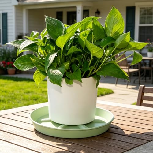 NIMYAU Plant Saucer 12 inch 2 Pack Deep Drainage Plant Saucers – Raised Middle Platform, Heavy Duty Thick Plastic Round Drip Tray - color: Green, size: 12" (2-Pack)