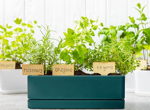 D'vine Dev Rectangular Planter, 12 x 4.5 in, Green, Set of 1, 76-X-C-1 - color: Green
