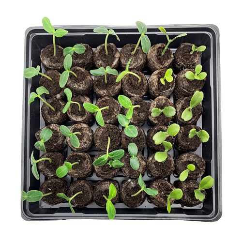 Jiffy Seed Starting Tray Kit - 36 Cell, Bonus 3 Pack, Seeding Starter Kit - 11 x 11 x 4.25 in - style: 3 Greenhouse Kit