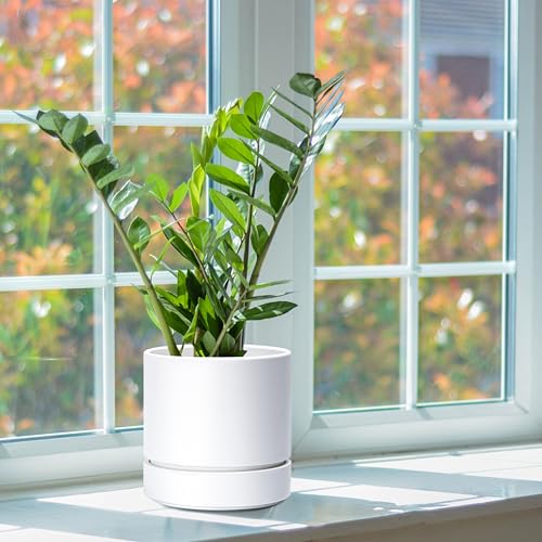 Phoenix Vine 6 Inch Planter Pot with Drainage Hole & Saucer, Deep Water Catch Tray, Straight Cylindrical Round Pot for Plants, Matte White, Pack of 1, 23-B-S-1 - color: Matte White, size: 6" (1 Pack)