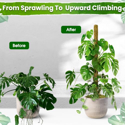DUSPRO 80" Large Stackable Moss Pole for Plants Monstera, (1pc., 80'') - size: 80'' MOSS POLE for SUPER-BIG PLANTS