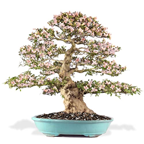 Premium Bonsai Soil All Purpose Fast Draining Mix - 10 Quart - Pumice, Lava, Calcined Clay and Pine Bark Potting Pre Mixed Bonsai Plant Soil Mixture by GARDENERA - Made in USA - (2 Bags of 5QT) - color: Bonsai Soil, size: 10 Quart Bag