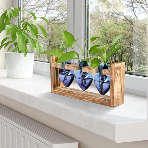 Plant Terrarium Propagation Stations Hydroponics - color: Blue