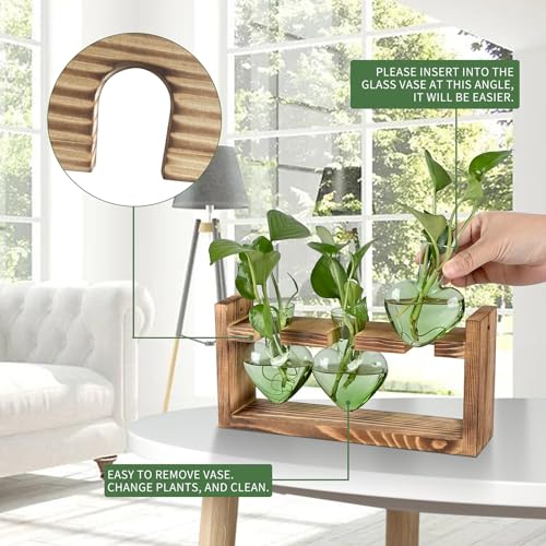 Plant Terrarium Propagation Stations Hydroponics - color: Green