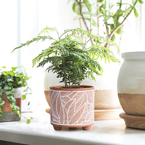 D'vine Dev 2-Pack Terracotta Pots, 4/6 in, Sahara Fern, 31-953-H-1 - style: Sahara Fern