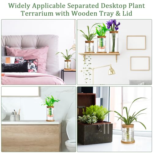 Maxcheck 3 Pcs 3 Sizes Plant Propagation Station Separated Glass Plant Terrarium Water Hydroponic Planter Holder with Lid and Wooden Stand Propagation Vase Pot for Home Indoor Office(Various Sizes) - size: Various Sizes