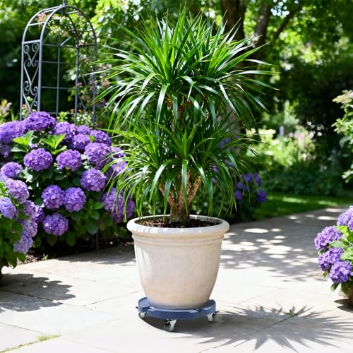 Plant Rollers with Wheels, 15-19 Inch Adjustable Bucket Dolly with Locking Wheels 440 LBS Heavy Duty Drum Cart Plant Caddy with Wheels Plant Mover Base, Blue - color: Blue