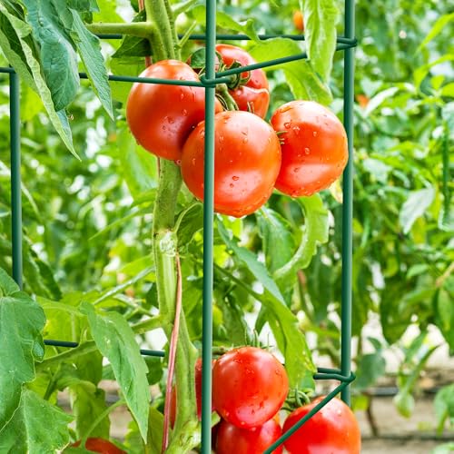 6-Pack 57inch Matal Tomato Cage for Garden Plant Support - color: Green, size: 57" H x 12" W