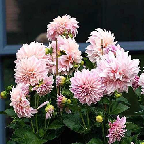 COLOtime Bamboo Stakes 3FT Garden Plant Stake for Indoor Plants 25 Pack - size: 3ft, 25 Pack
