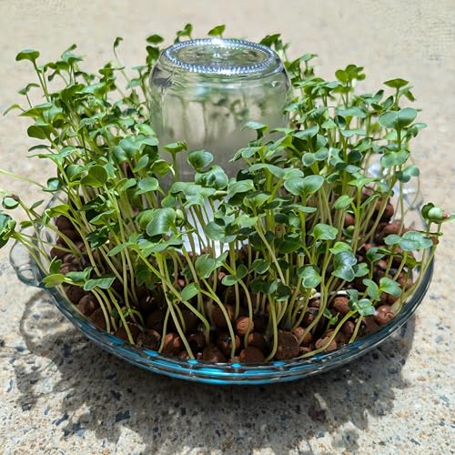 Set of 3 Mason Jar(Normal Mouth) or Soda Bottle Adapter 3D Printed/Self-Watering Micro Greens/self-Watering Micro Greens System (Set of 3 caps) - style: Set of 3 caps