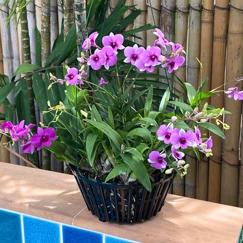Set of 4 Large Black Strong Plastic Orchid Baskets 10 Inches Wide with Hangers for Orchids, Staghorn Ferns, Orchid Baskets for Outside, Plastic Orchid Pots with Holes
