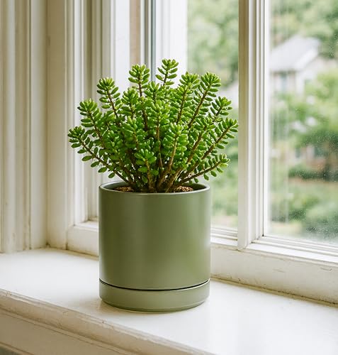 D'vine Dev 2-Pack Ceramic Pots with Saucers, Olive, 6.5 in, 94-V-C-J - color: Olive, size: 6 Inch