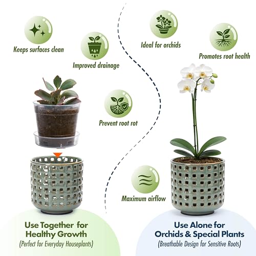 D'vine Dev Orchid Pot, Clear Pot & Saucer, Olive, 4.5 in, 28-A-Z-4 - color: Olive, size: 4.5"
