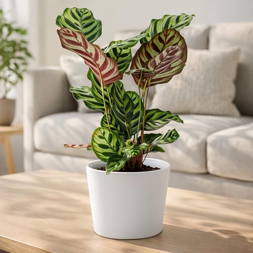 Phoenix Vine 6.6 Inch White Plastic Cachepot with Clear Nursery Pot, Decorative Lightweight Planter Cover with Transparent Inner Pot for Indoor Houseplants, Pack of 4, 24-C-D-4 - color: Matte White, size: 6.6" (4 Pack)