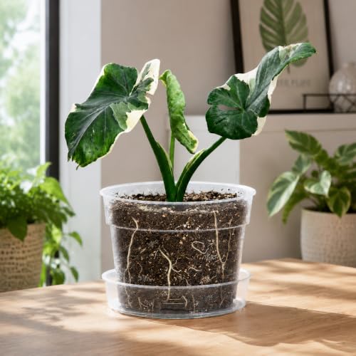 6 Inch Clear Plastic Plant Pot with Drainage Holes, Interlocking & Detachable Tray - Deep Saucer - Durable BPA-Free Plastic, Transparent Design, Raised Base for Airflow, Set of 6, 92-X-A-4 - size: 6" x 4.3"