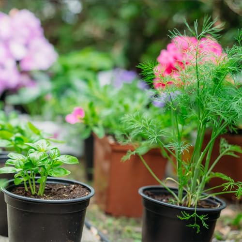 1 Gallon Pots for Plants, 10 Pack Thicken Durable Plastic Nursery Pots - color: Black