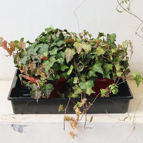 Gardzen 10 Pack Seed Trays Reusable Plant Grow Trays No Drain Holes - size: 15.7L x 11.6W x 2.4H