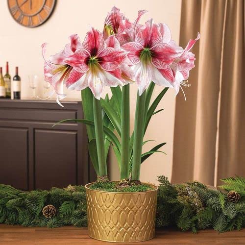 Jackson & Perkins Adjustable Amaryllis Stake – Silver Metal Plant Support Ring for Upright Blooms, Single Piece, 5–15 Inch Height with 3.5 Inch Diameter, Perfect Addition to Amaryllis Gifts