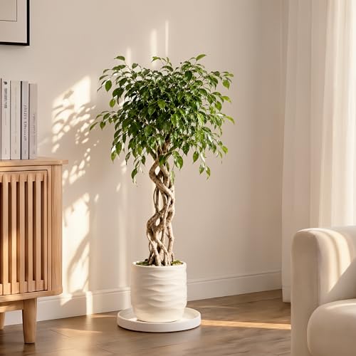 Ceramic Plant Saucer 10.5 Inch 1 Pack White, Fits Pot Base Under 10 Inch - size: 10.5in 1pack