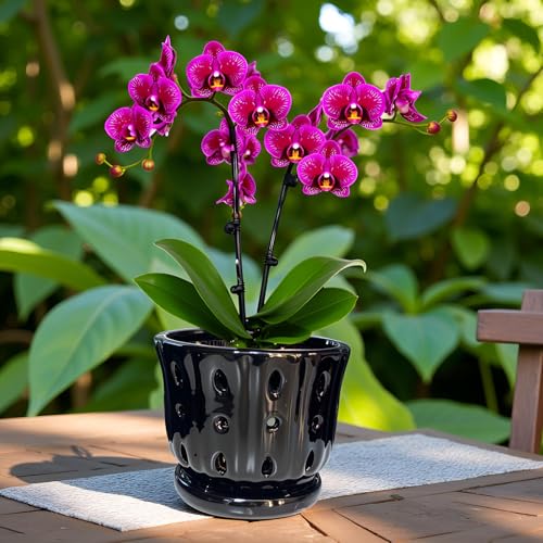 Ceramic Orchid Pot With Attached Saucer and Drainage Hole 6'' (Black) - color: Black