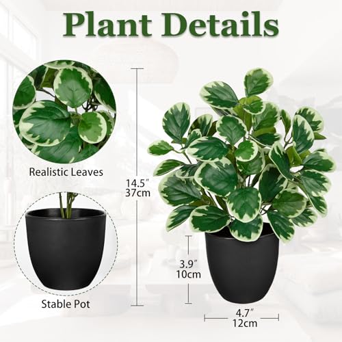 Villa Como 14.5" Artificial Plants Indoor Small Faux Peperomia Plant - color: #Funny White Margin