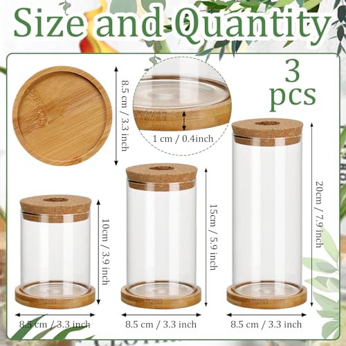 Maxcheck 3 Pcs 3 Sizes Plant Propagation Station Separated Glass Plant Terrarium Water Hydroponic Planter Holder with Lid and Wooden Stand Propagation Vase Pot for Home Indoor Office(Various Sizes) - size: Various Sizes